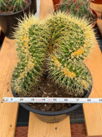 Crested Golden Barrel Cactus Rare Large Specimen Plant