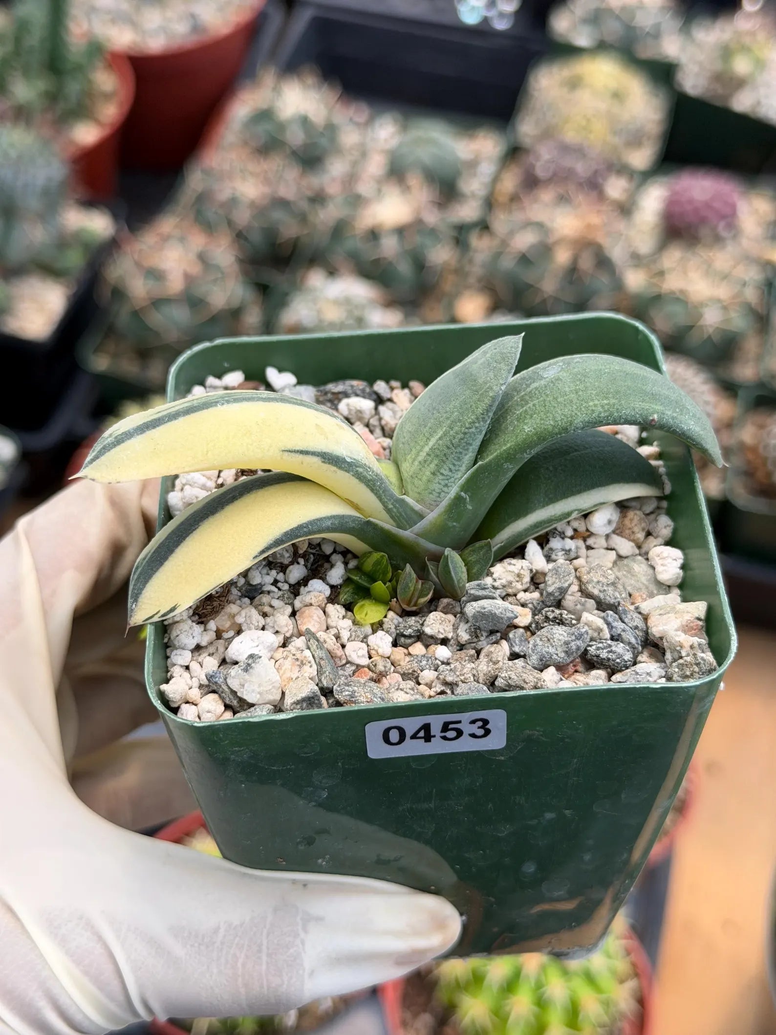 Rare Variegated Haworthia Succulent | Live Collector Plant #26