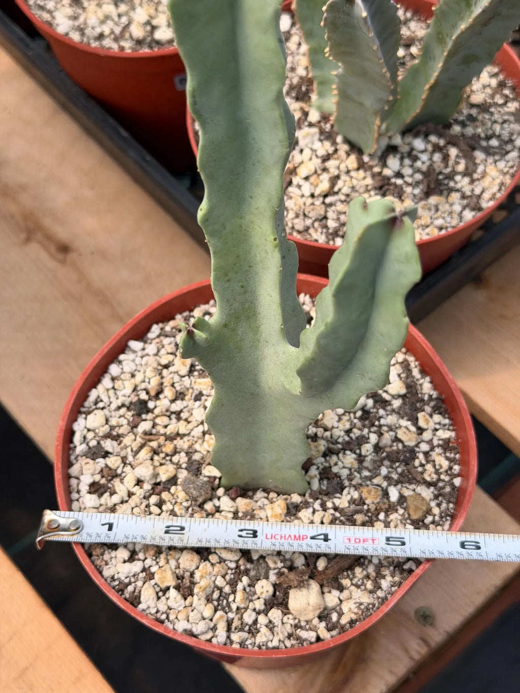 Caralluma Live Succulent Plant | Rare Easy-Care Flowering Succulent | 6 Inch Plant