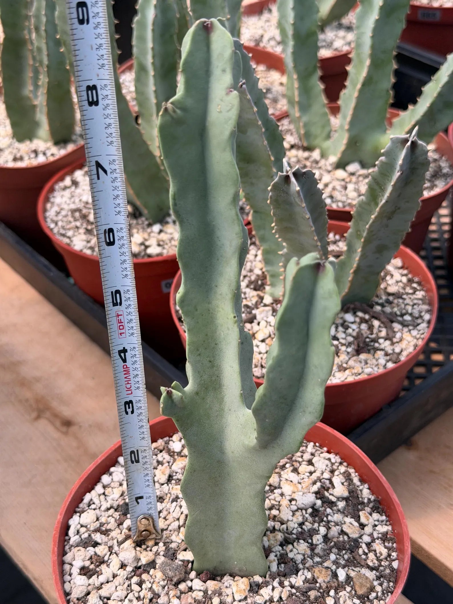 Caralluma Live Succulent Plant | Rare Easy-Care Flowering Succulent | 6 Inch Plant