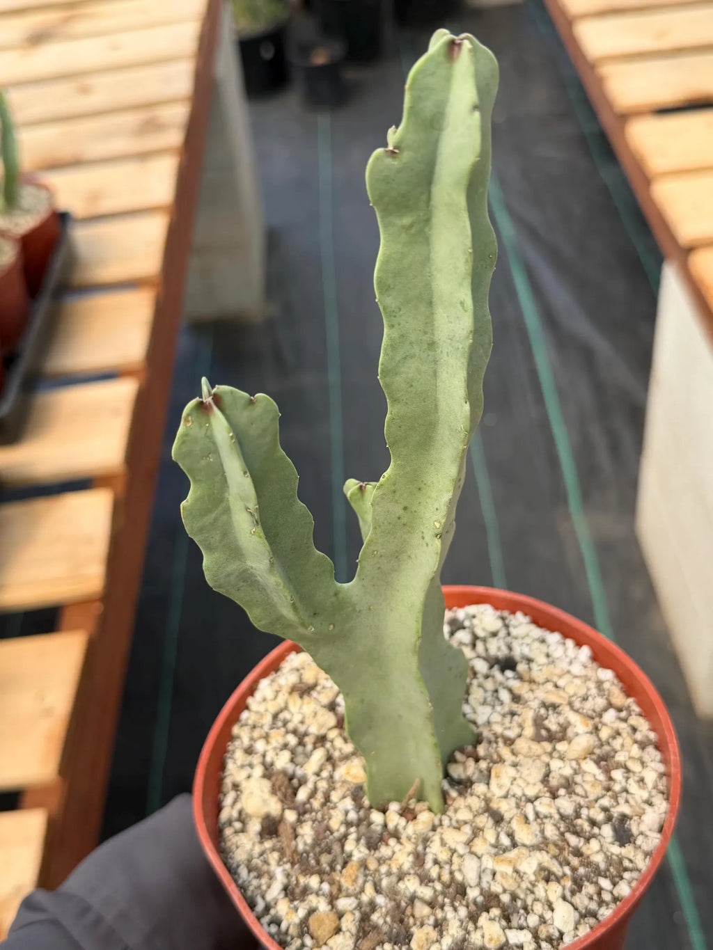 Caralluma Live Succulent Plant | Rare Easy-Care Flowering Succulent | 6 Inch Plant