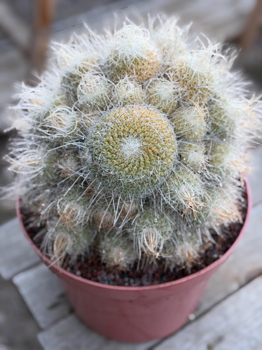 Mammillaria Geminispina Specimen Cactus Live Plant
