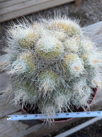 Mammillaria Geminispina Specimen Cactus Live Plant