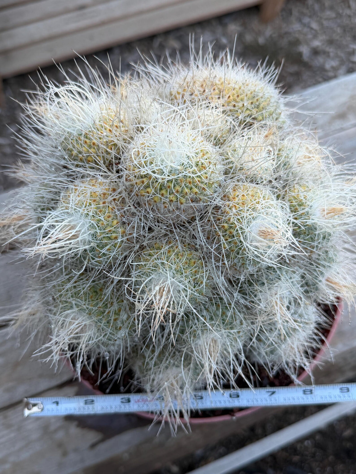 Mammillaria Geminispina Specimen Cactus Live Plant