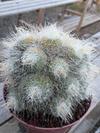 Mammillaria Geminispina Specimen Cactus Live Plant