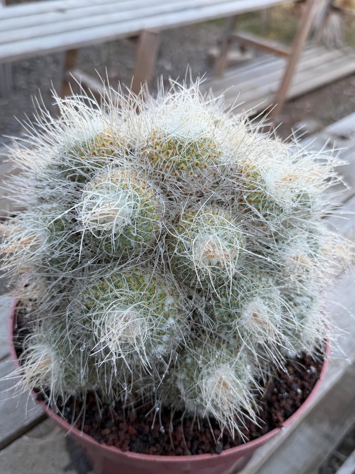 Mammillaria Geminispina Specimen Cactus Live Plant
