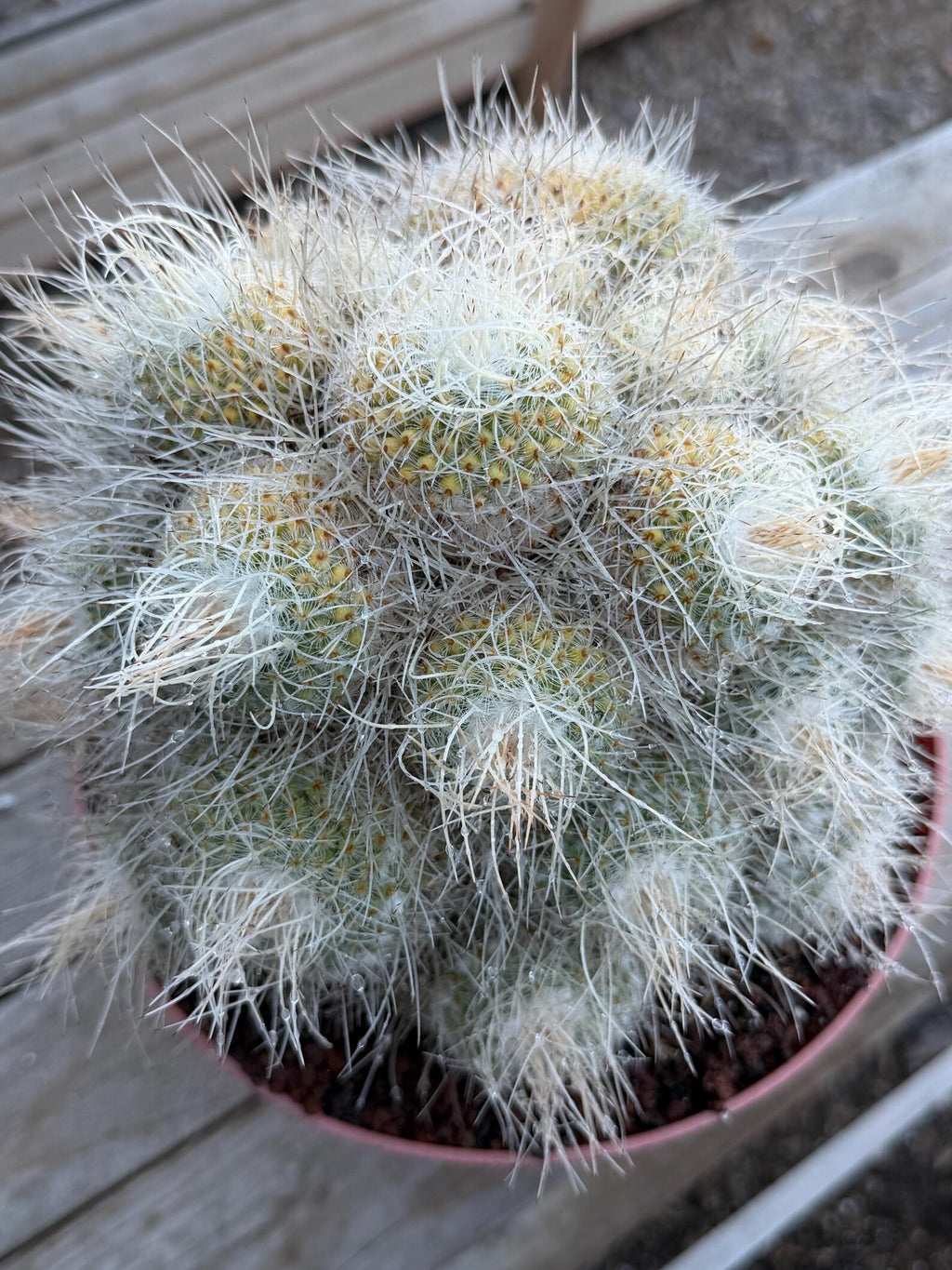 Mammillaria Geminispina Specimen Cactus Live Plant