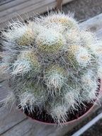 Mammillaria Geminispina Specimen Cactus Live Plant