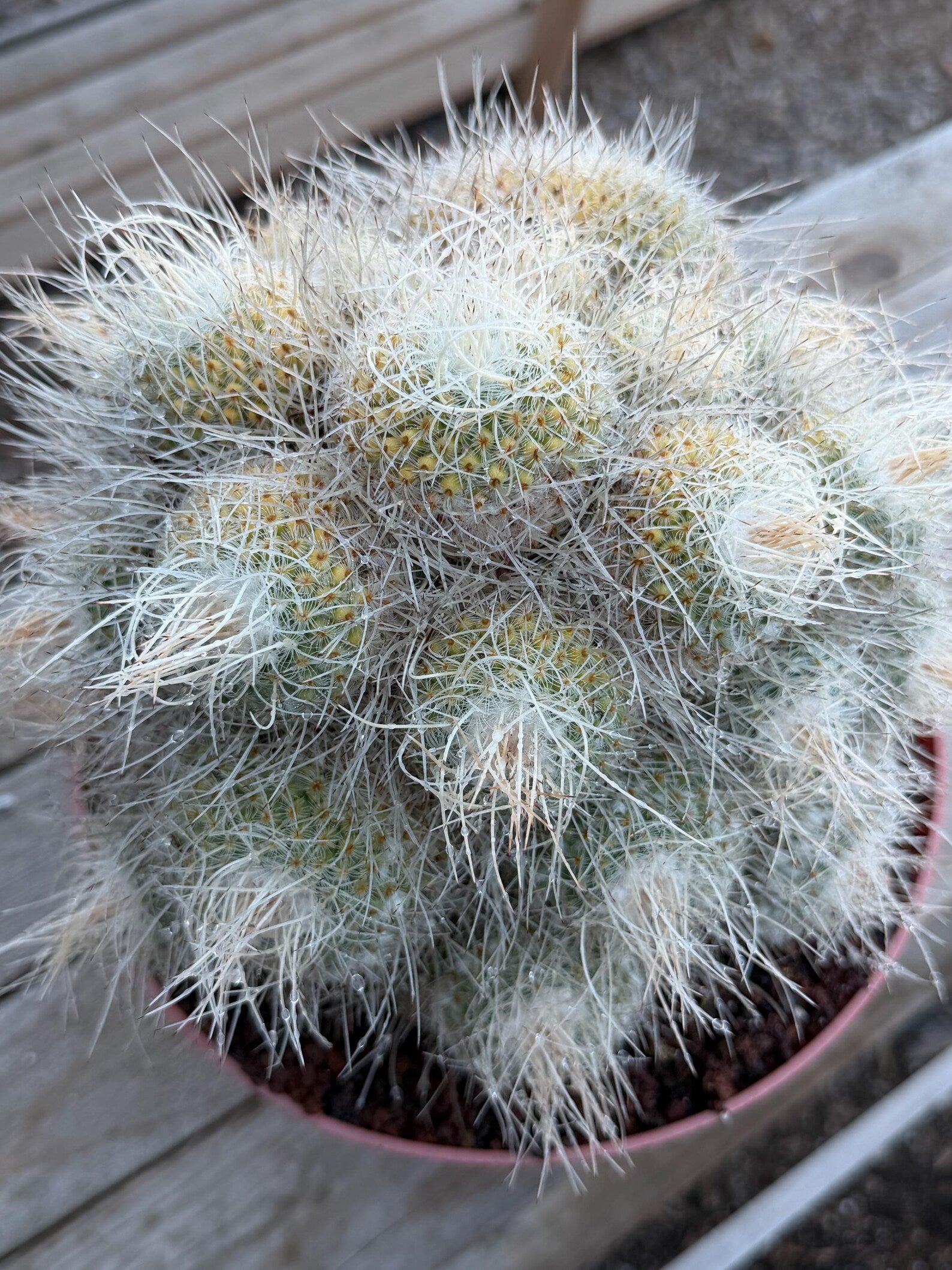 Mammillaria Geminispina Specimen Cactus Live Plant
