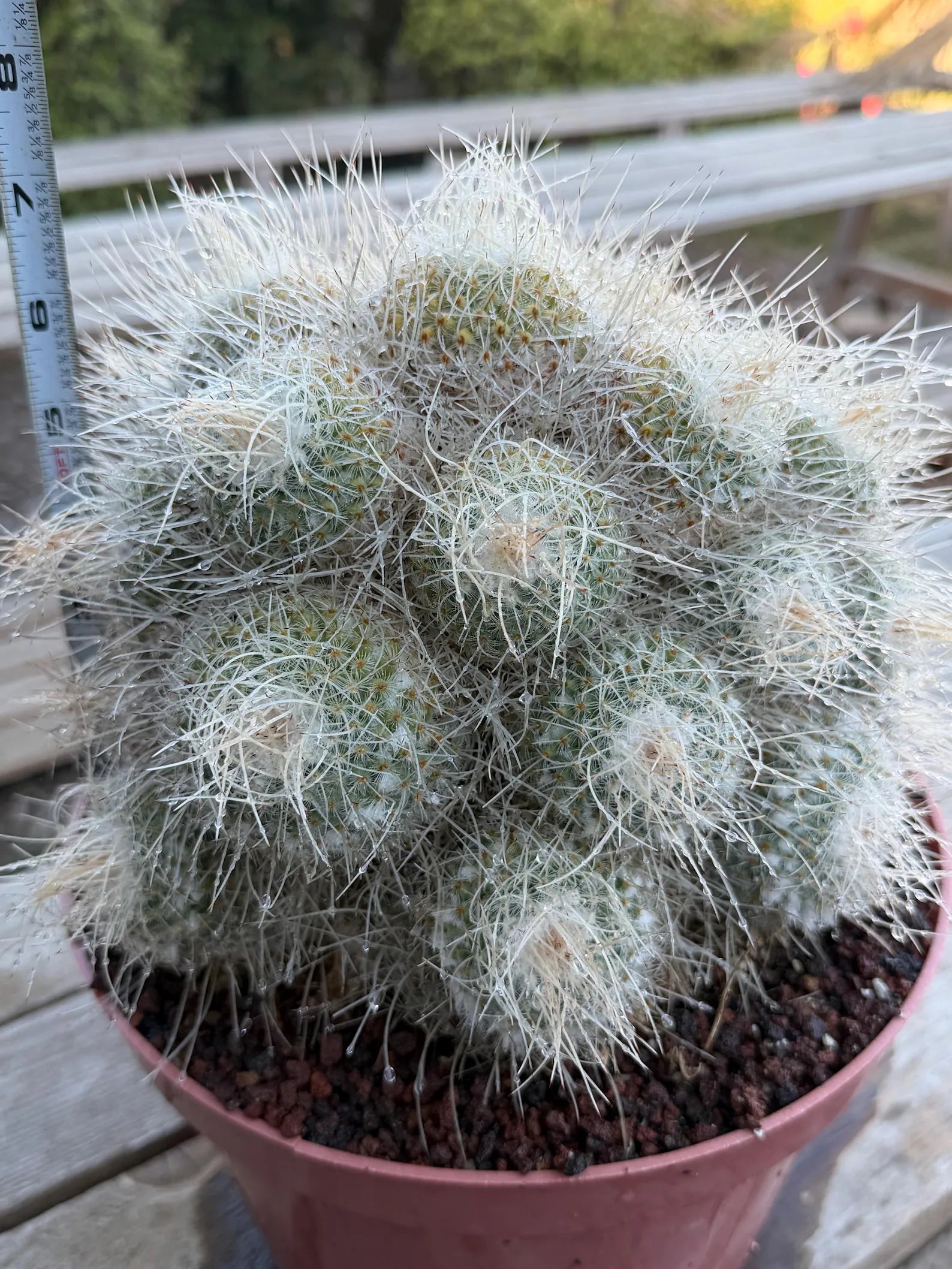 Mammillaria Geminispina Specimen Cactus Live Plant