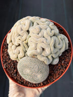 Mammillaria Perbella Crested Specimen Cactus #334