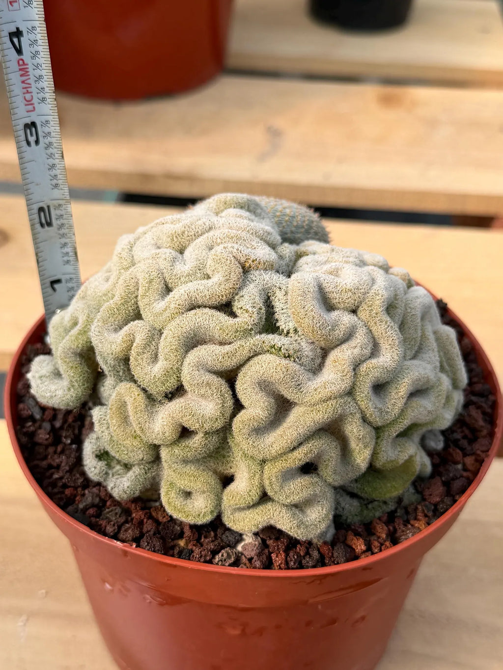 Mammillaria Perbella Crested Specimen Cactus #334