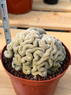 Mammillaria Perbella Crested Specimen Cactus #334