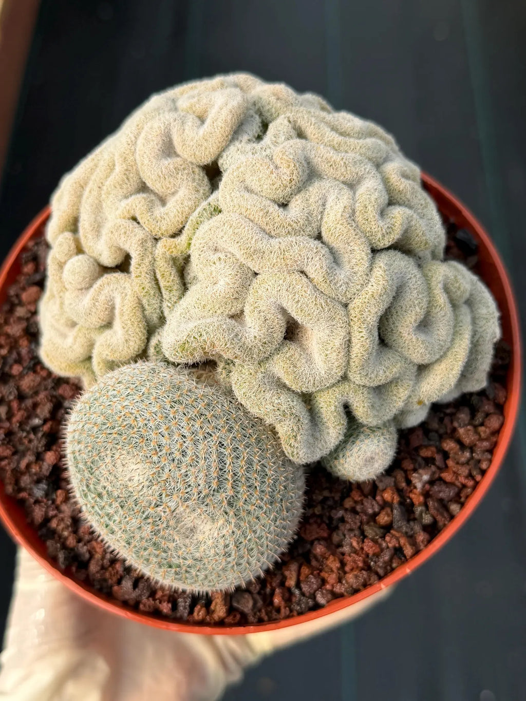 Mammillaria Perbella Crested Specimen Cactus #334