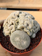 Mammillaria Perbella Crested Specimen Cactus #334