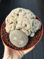 Mammillaria Perbella Crested Specimen Cactus #334