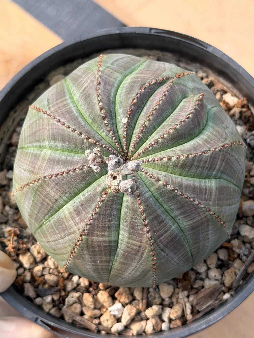 Large Seed Grown Euphorbia Obesa Rare Succulent Live Plant #432