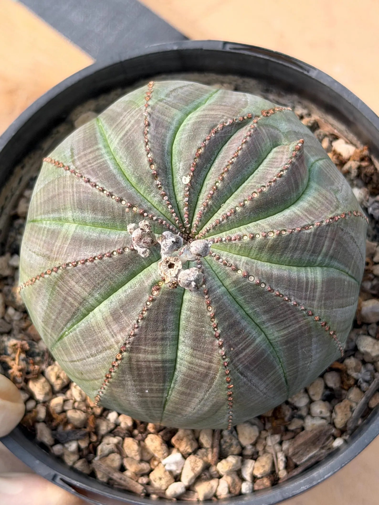 Large Seed Grown Euphorbia Obesa Rare Succulent Live Plant #432