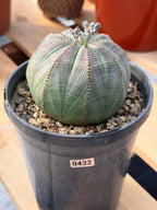 Large Seed Grown Euphorbia Obesa Rare Succulent Live Plant #432