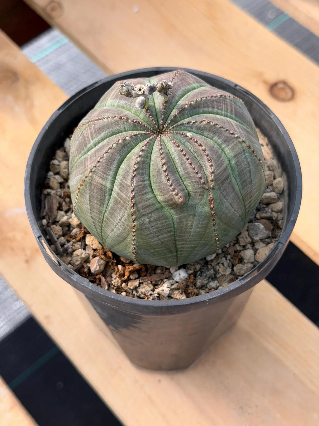 Large Seed Grown Euphorbia Obesa Rare Succulent Live Plant #432