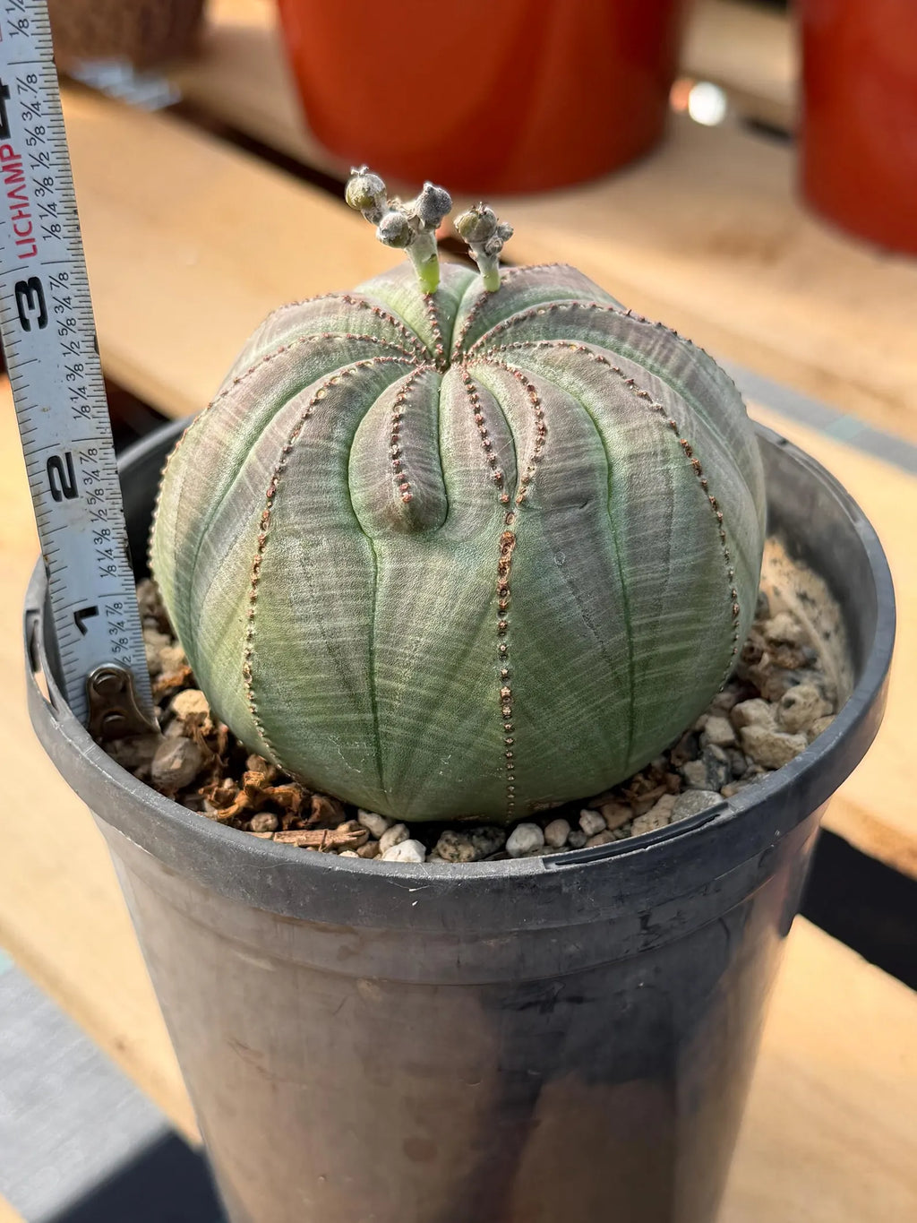 Large Seed Grown Euphorbia Obesa Rare Succulent Live Plant #432