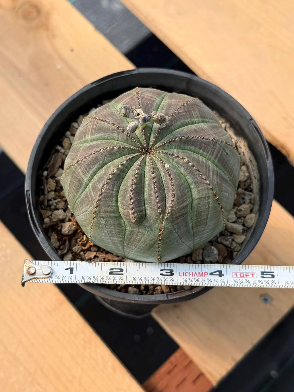 Large Seed Grown Euphorbia Obesa Rare Succulent Live Plant #432