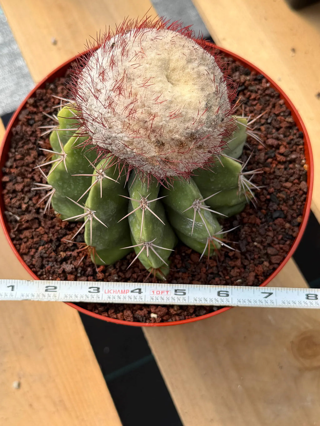 Melocactus Big Cephalium | Rare Specimen Cactus #452