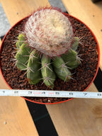 Melocactus Big Cephalium | Rare Specimen Cactus #452