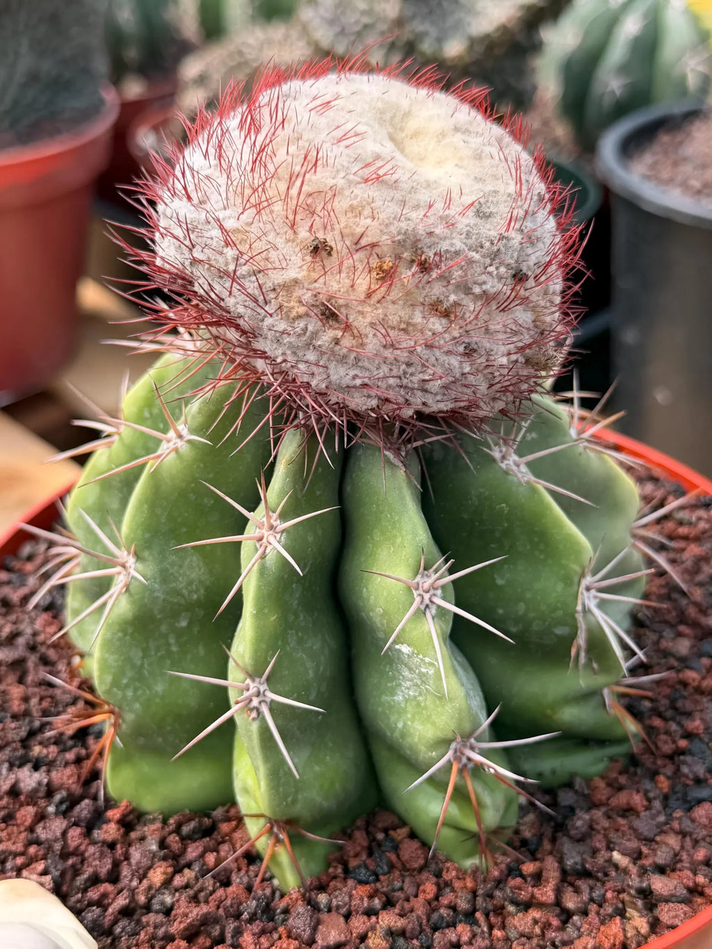Melocactus Big Cephalium | Rare Specimen Cactus #452