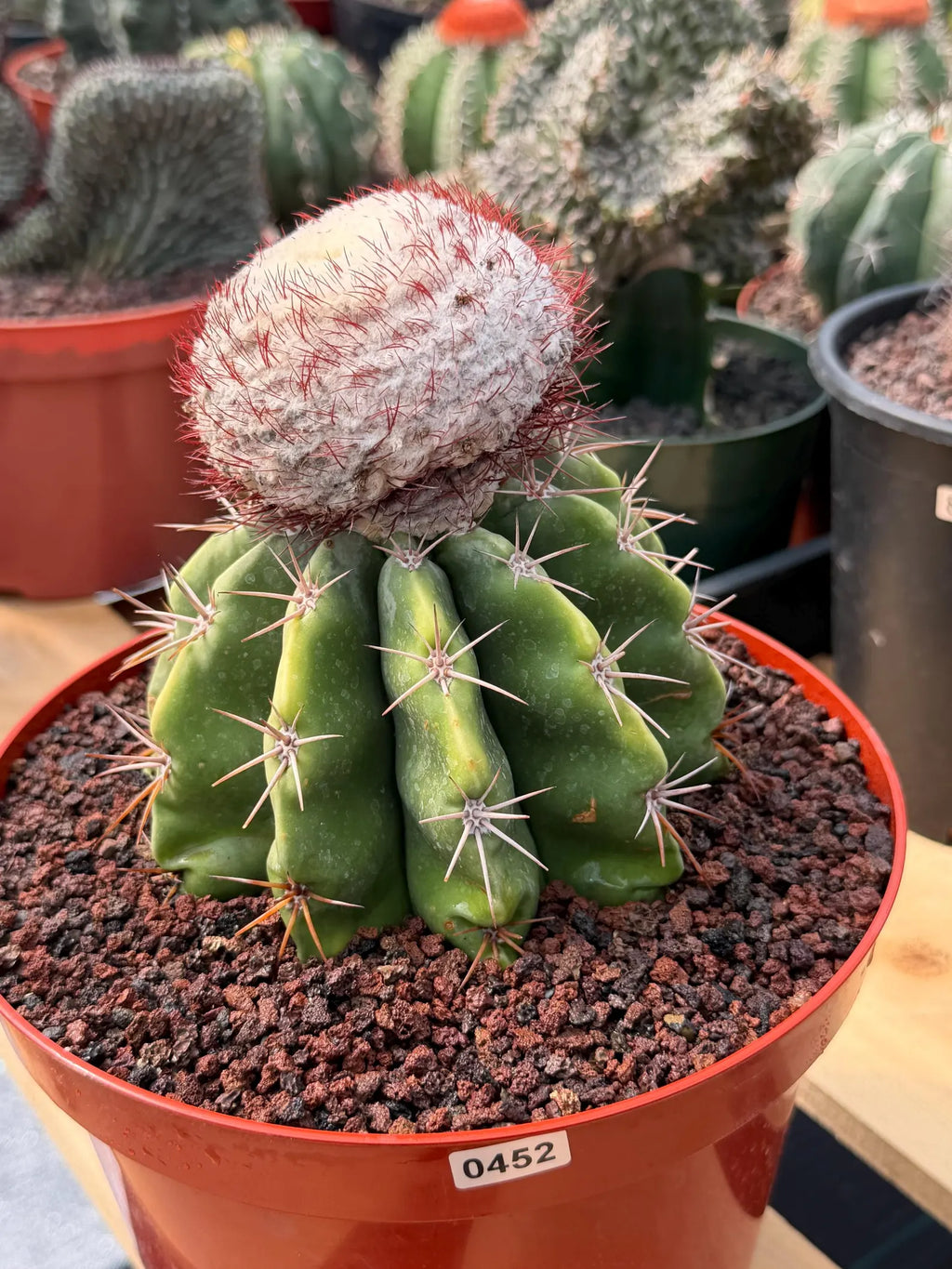 Melocactus Big Cephalium | Rare Specimen Cactus #452