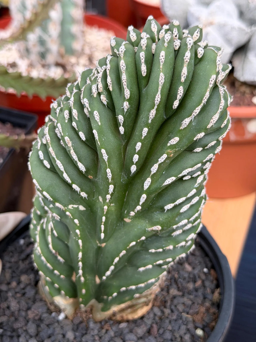 Crested Mexican Fence Post Cactus – Rare Live Plant #447