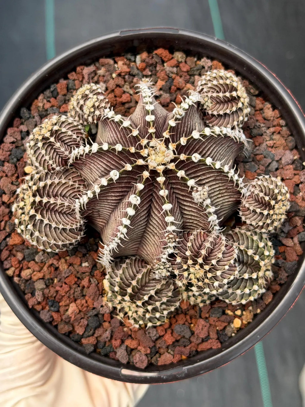 Gymnocalycium R9001 Cluster Rare Live Cactus – Similar Collector Plant #18
