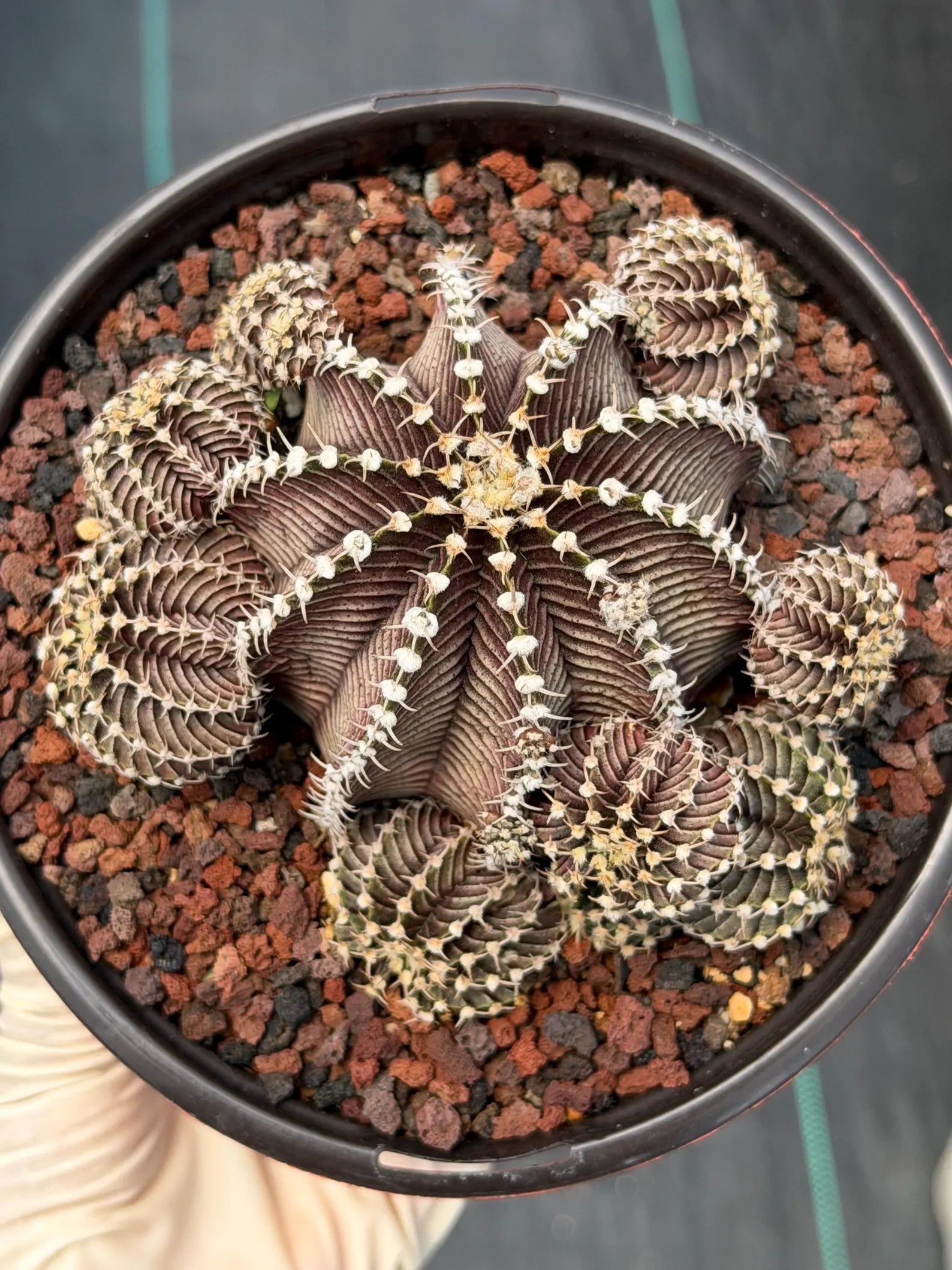 Gymnocalycium R9001 Cluster Rare Live Cactus – Similar Collector Plant #18