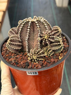 Gymnocalycium R9001 Cluster Rare Live Cactus – Similar Collector Plant #18