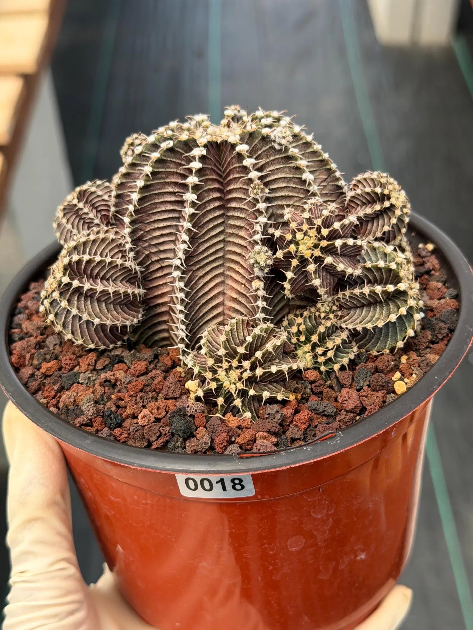Gymnocalycium R9001 Cluster Rare Live Cactus – Similar Collector Plant #18