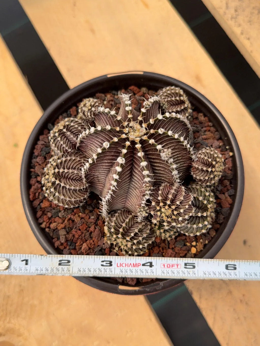Gymnocalycium R9001 Cluster Rare Live Cactus – Similar Collector Plant #18