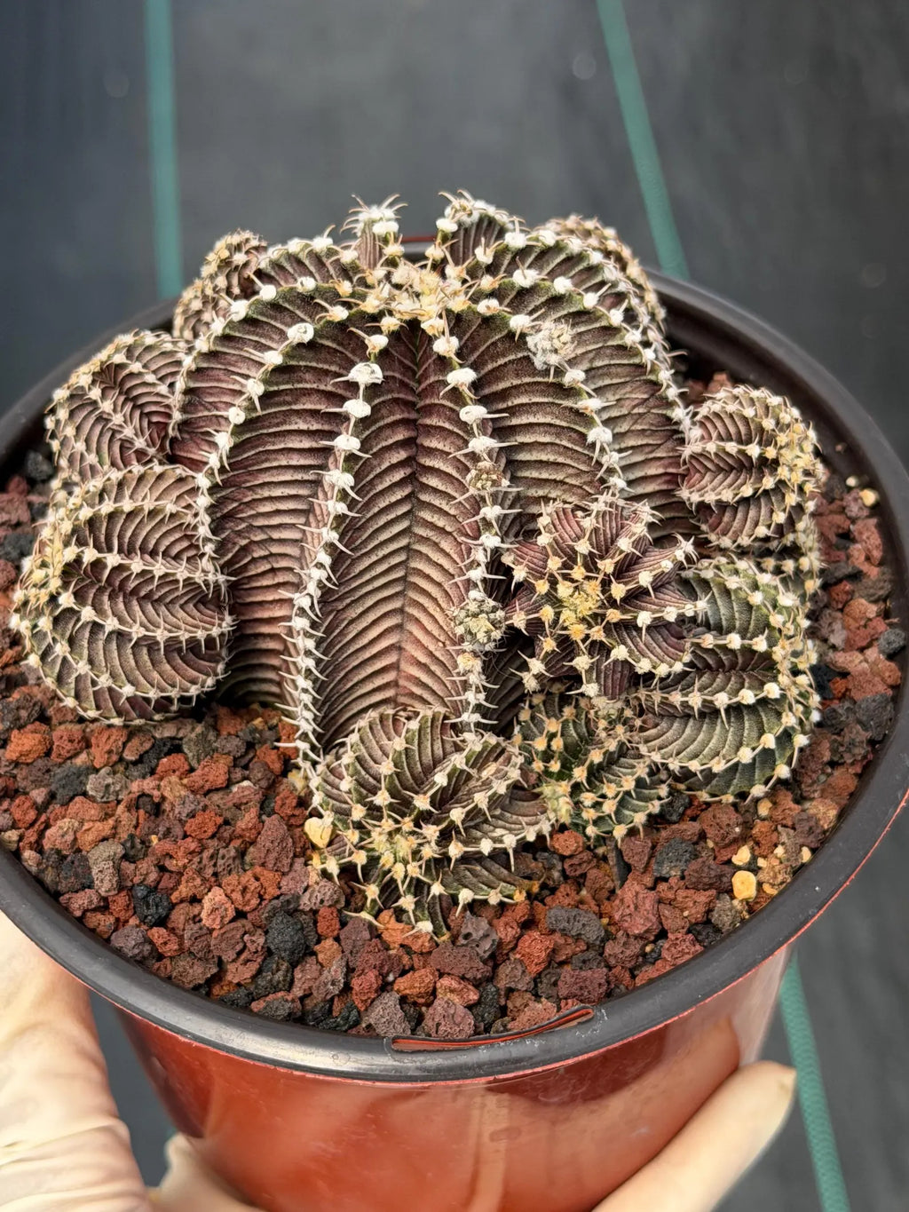 Gymnocalycium R9001 Cluster Rare Live Cactus – Similar Collector Plant #18