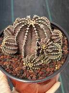 Gymnocalycium R9001 Cluster Rare Live Cactus – Similar Collector Plant #18
