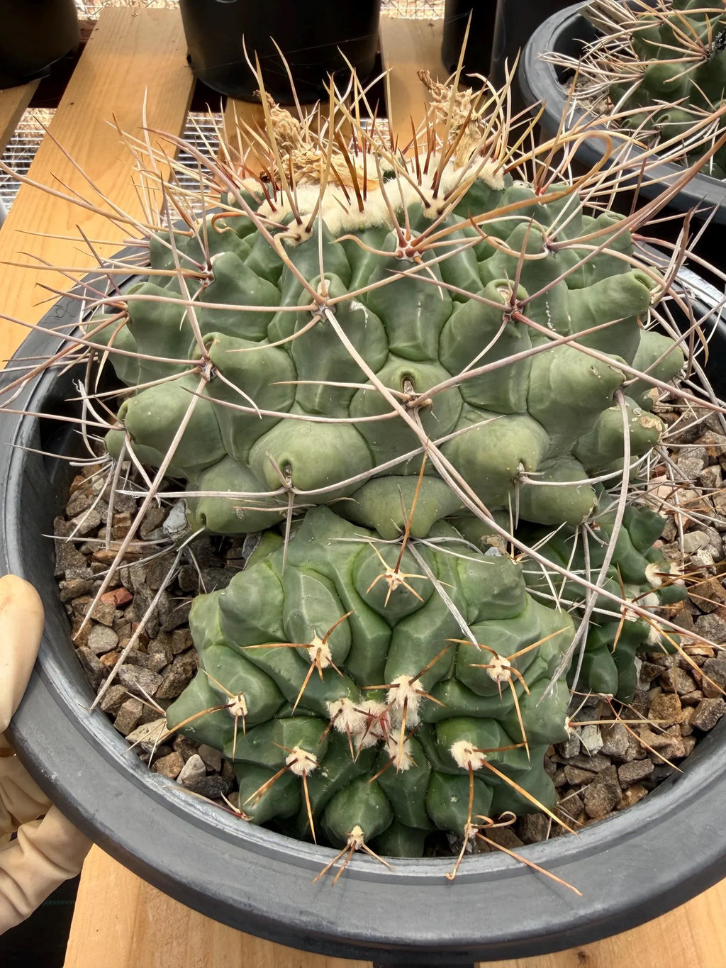 Thelocactus Rinconensis Cluster Live Cactus #462