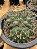 Thelocactus Rinconensis Cluster Live Cactus #462