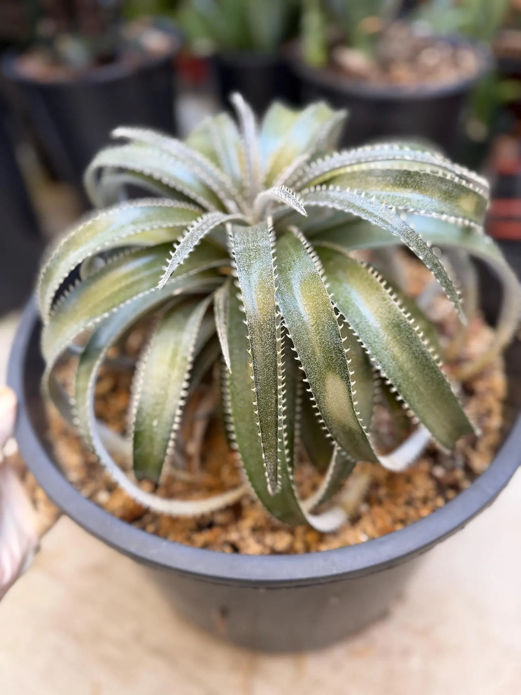 Dyckia Hybrid Spiral Form Rare Live Plant – Exact Specimen #505