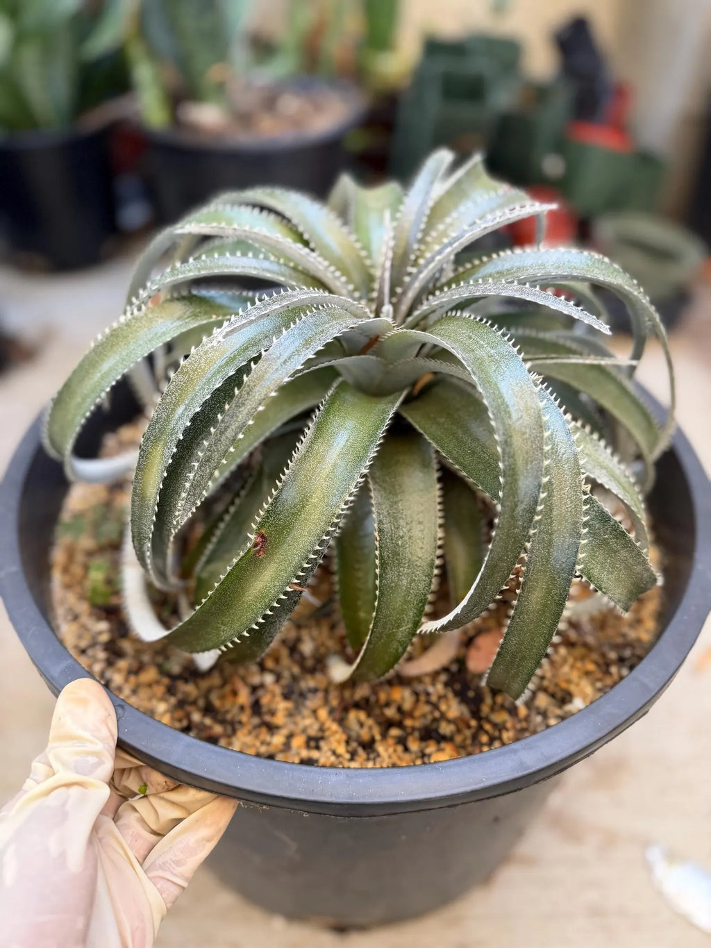 Dyckia Hybrid Spiral Form Rare Live Plant – Exact Specimen #505