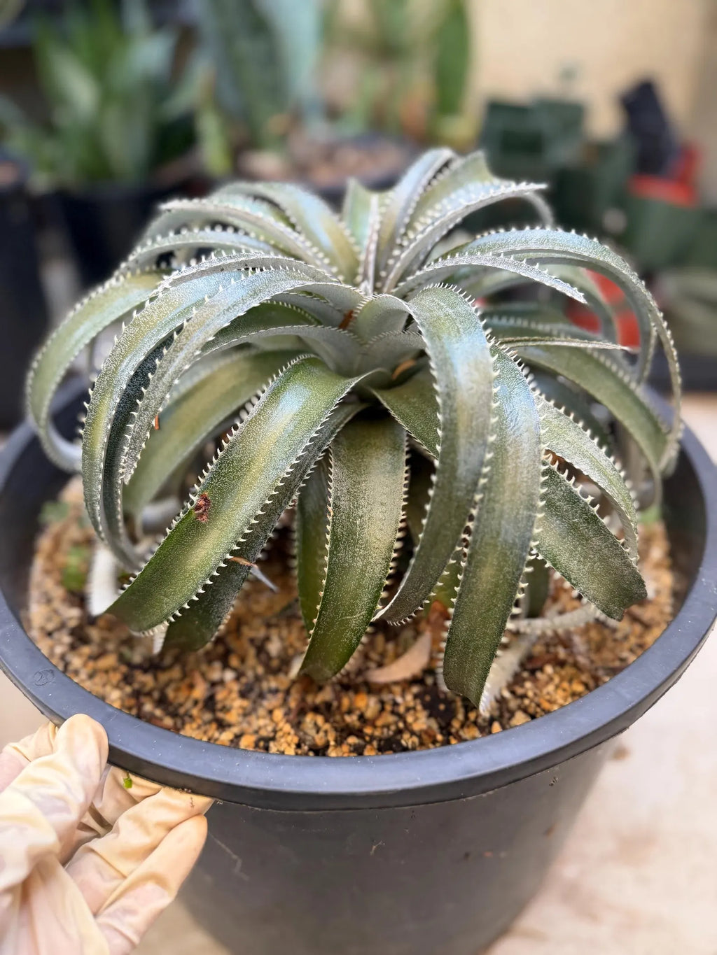 Dyckia Hybrid Spiral Form Rare Live Plant – Exact Specimen #505