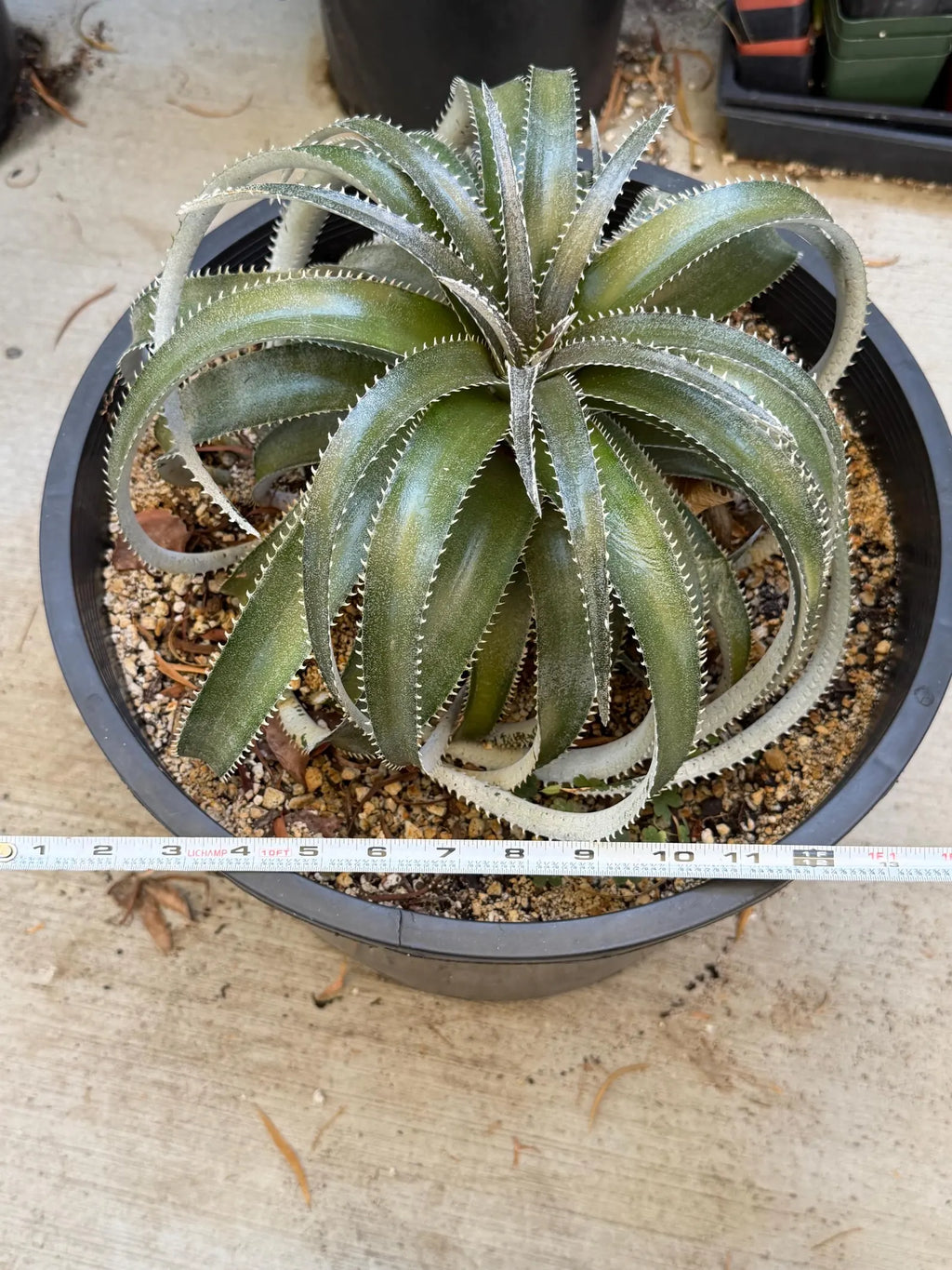 Dyckia Hybrid Spiral Form Rare Live Plant – Exact Specimen #505