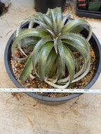 Dyckia Hybrid Spiral Form Rare Live Plant – Exact Specimen #505