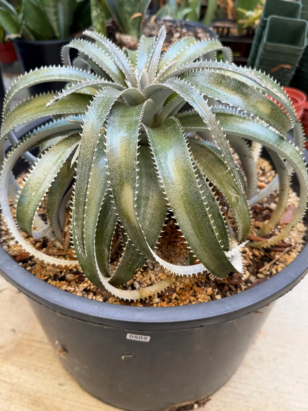 Dyckia Hybrid Spiral Form Rare Live Plant – Exact Specimen #505