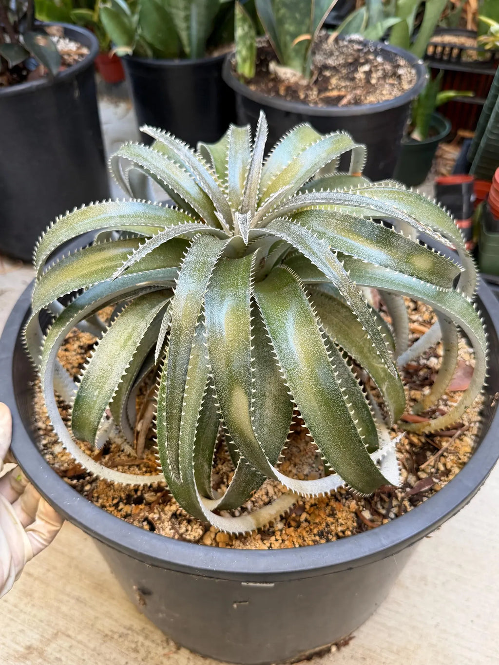 Dyckia Hybrid Spiral Form Rare Live Plant – Exact Specimen #505
