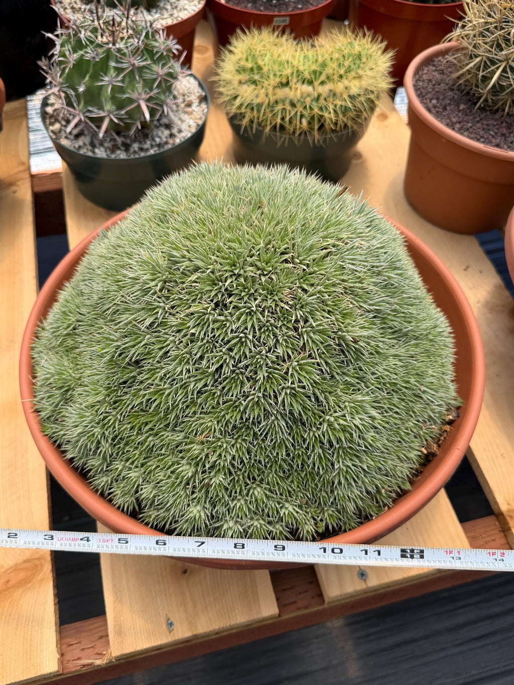 Deuterocohnia Brevifolia | Rare Specimen Cactus