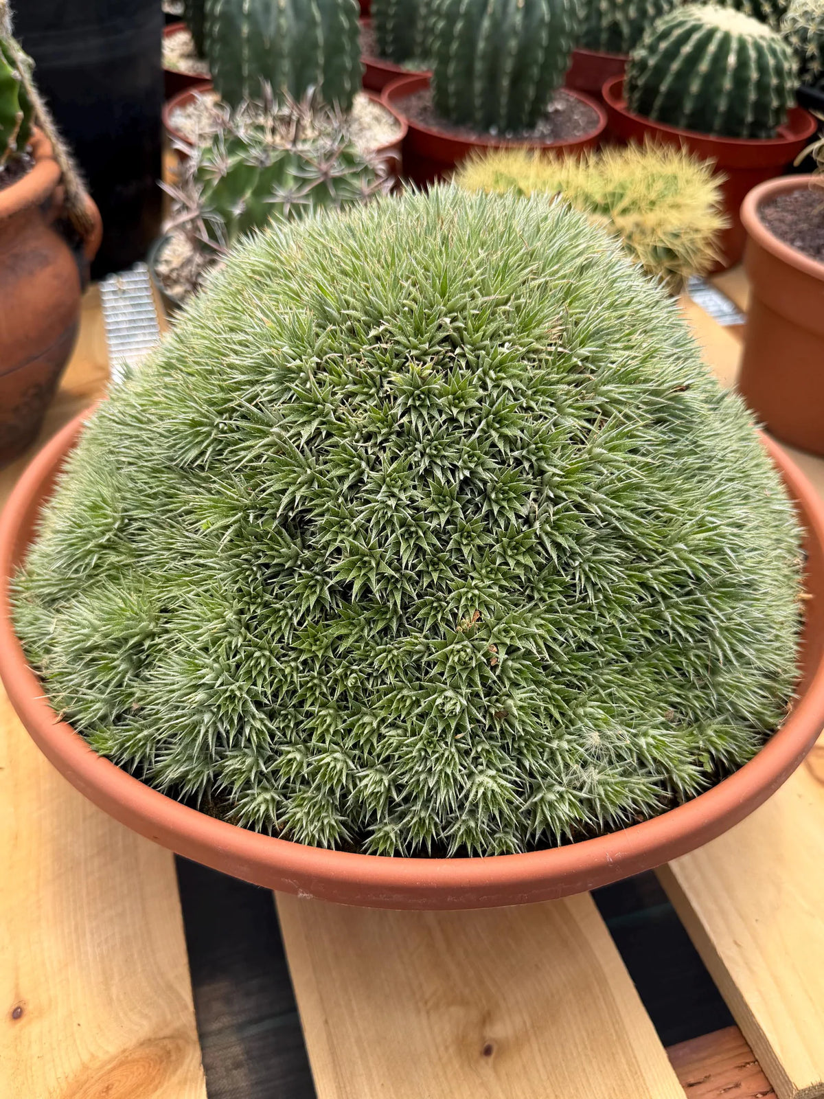 Deuterocohnia Brevifolia | Rare Specimen Cactus