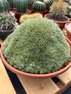 Deuterocohnia Brevifolia | Rare Specimen Cactus